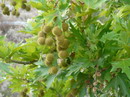 چنار شرقی